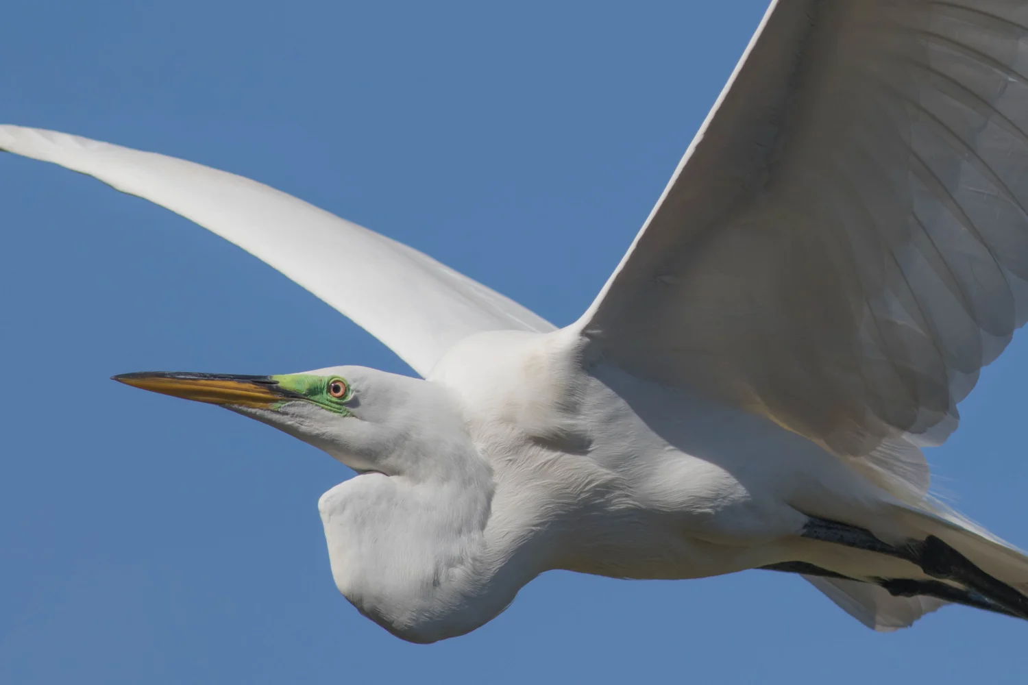 Great Egret Flight