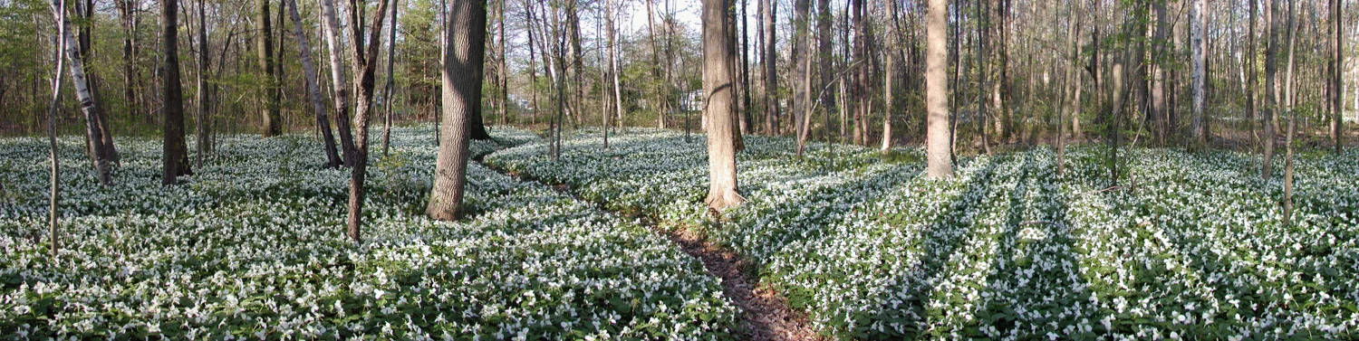 Trillion Trillium