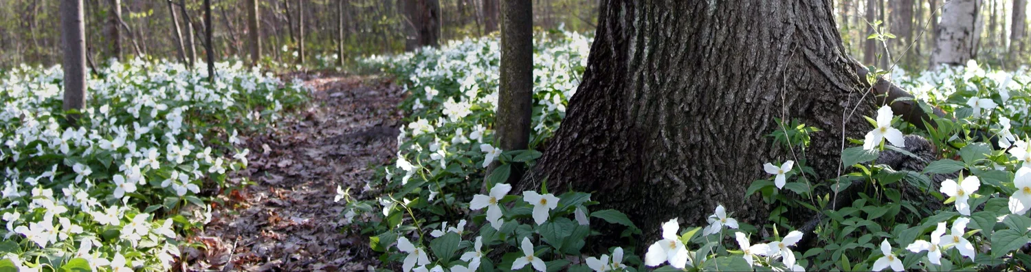 Trillium Path