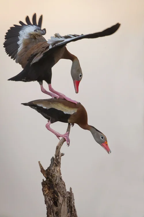 Whistling Duck Ballet