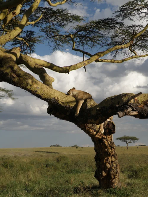 Serengeti Dreams