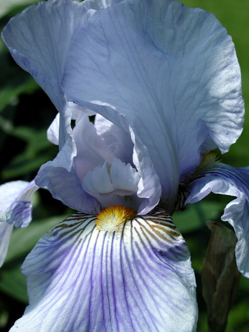 Lavender Blue Bearded Iris