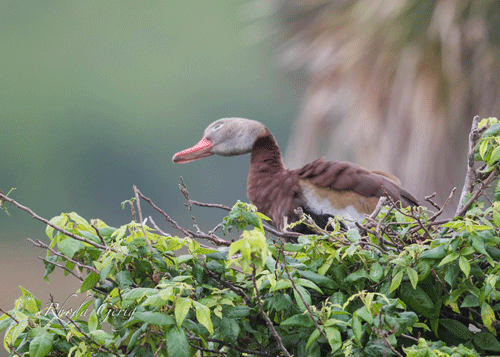 Whistling-Duck-Fluff.gif