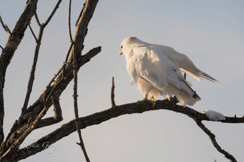 Leucistic-Red-tailed-Hawk-Fluff.gif