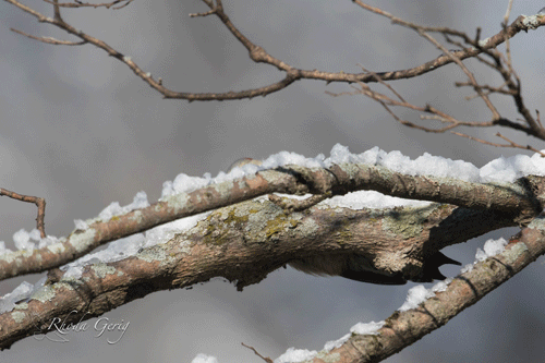 Red-bellied-Woodpecker-Hide-&-Seek.gif