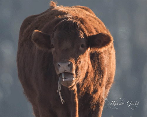 Cow.gif