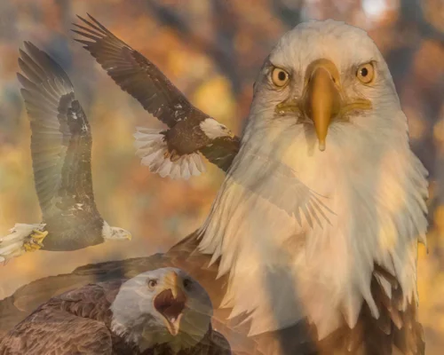 eaglecomposite.jpg