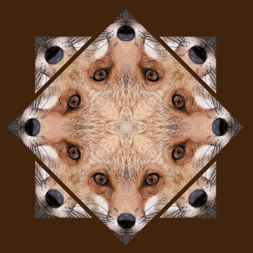 femalefox.jpg