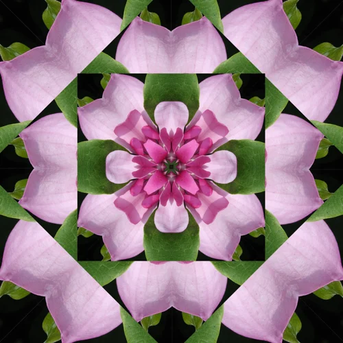 mymagnolia.jpg