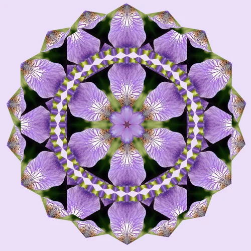 siberianirisone.jpg