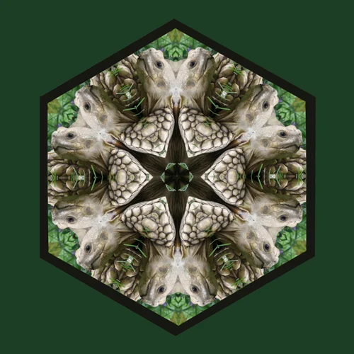 turtle.jpg