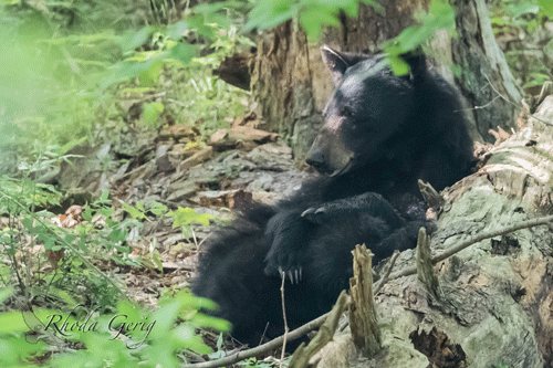 Sleeping-Bear.gif