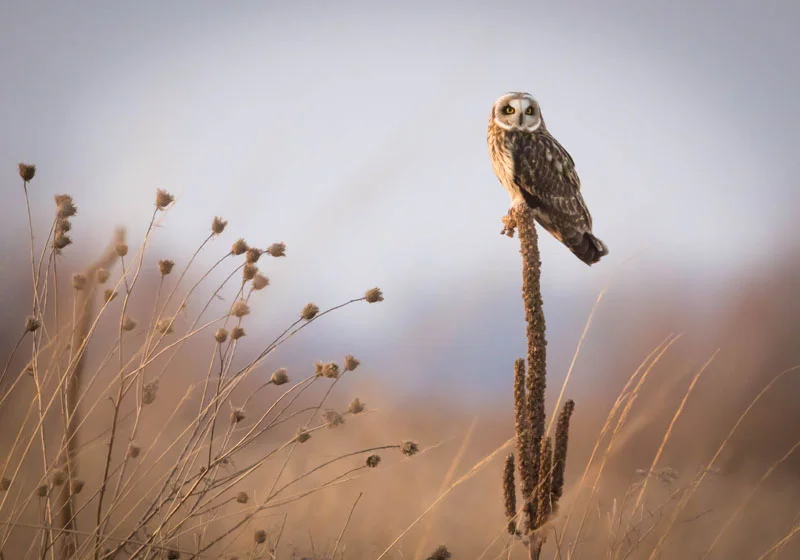 Hunting Perch