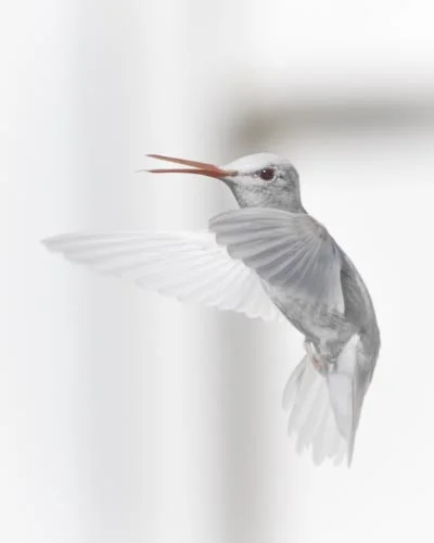 White on White