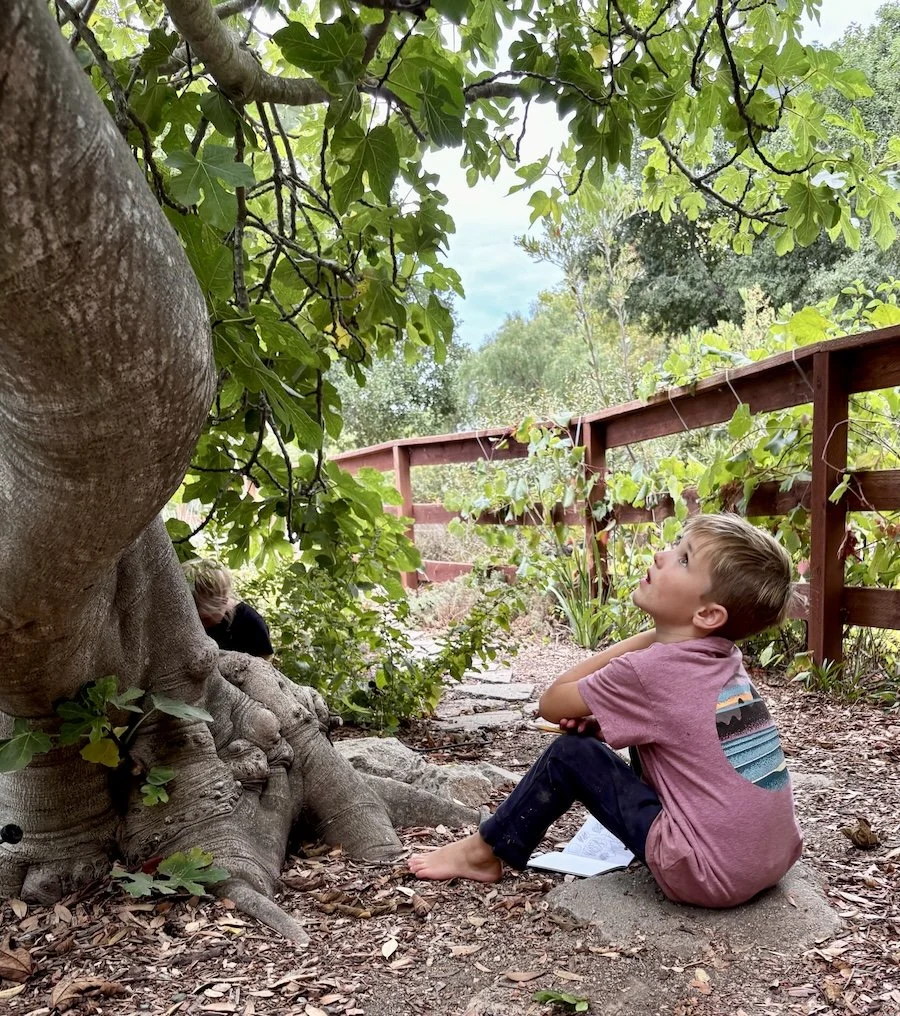 Coyote Pup Boy looking up under tree in nature.jpeg
