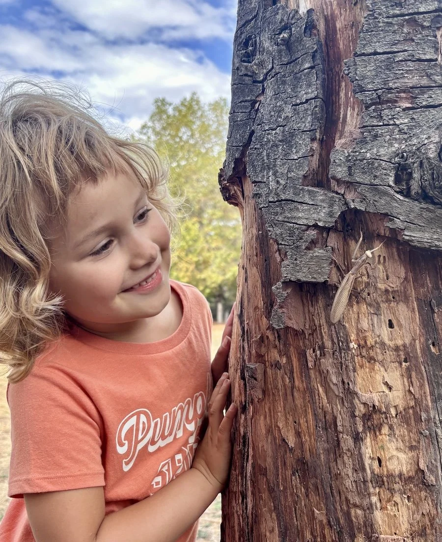 Coyote Pup Girl looking at praying mantis on tree.jpeg