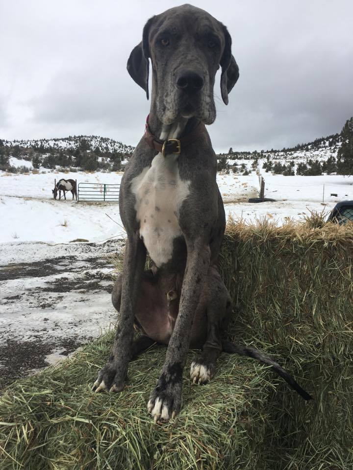 Ranch Great Dane Barkley guarding one of our hay deliveries last winter - help us to FILL OUR SHEDS