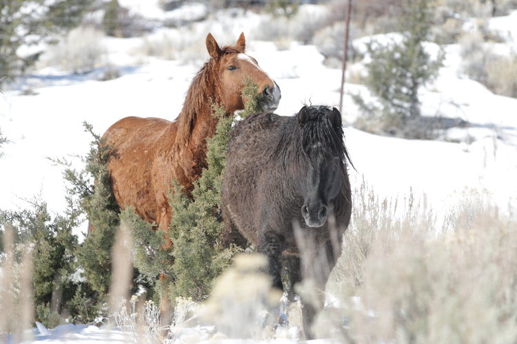 rescued mustangs, Skydog Ranch, stop horse slaughter