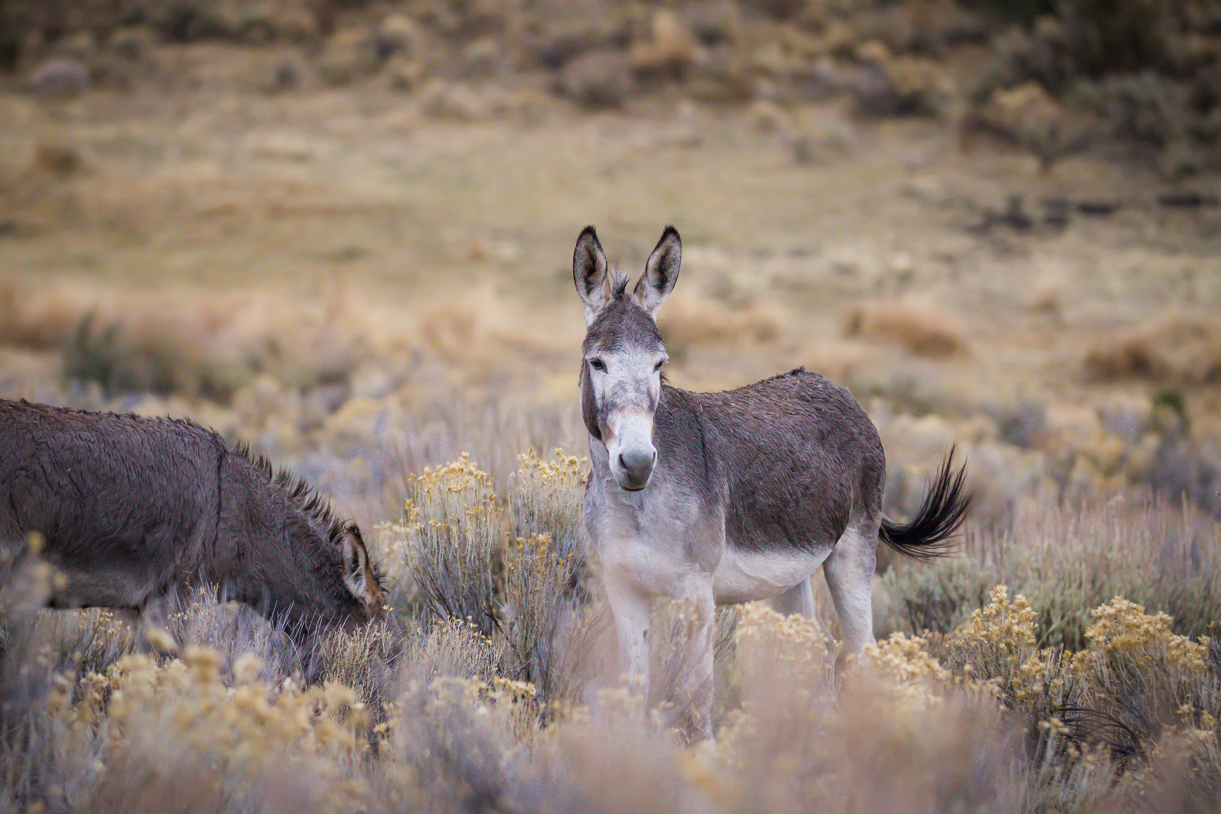 2500px x 1667px - Wild Donkeys â€” Skydog Ranch & Sanctuary