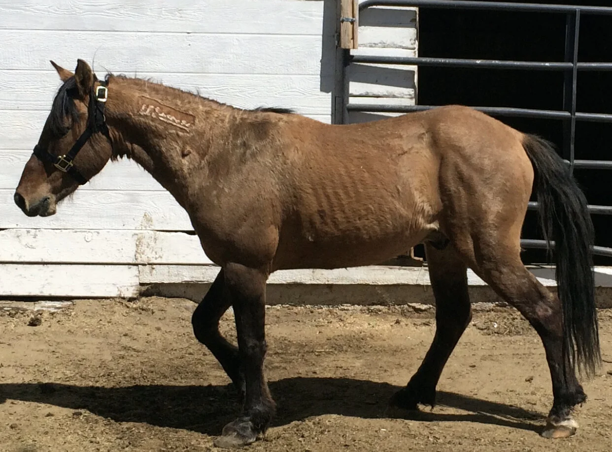 Day elevensugars legacy stables colorado springs