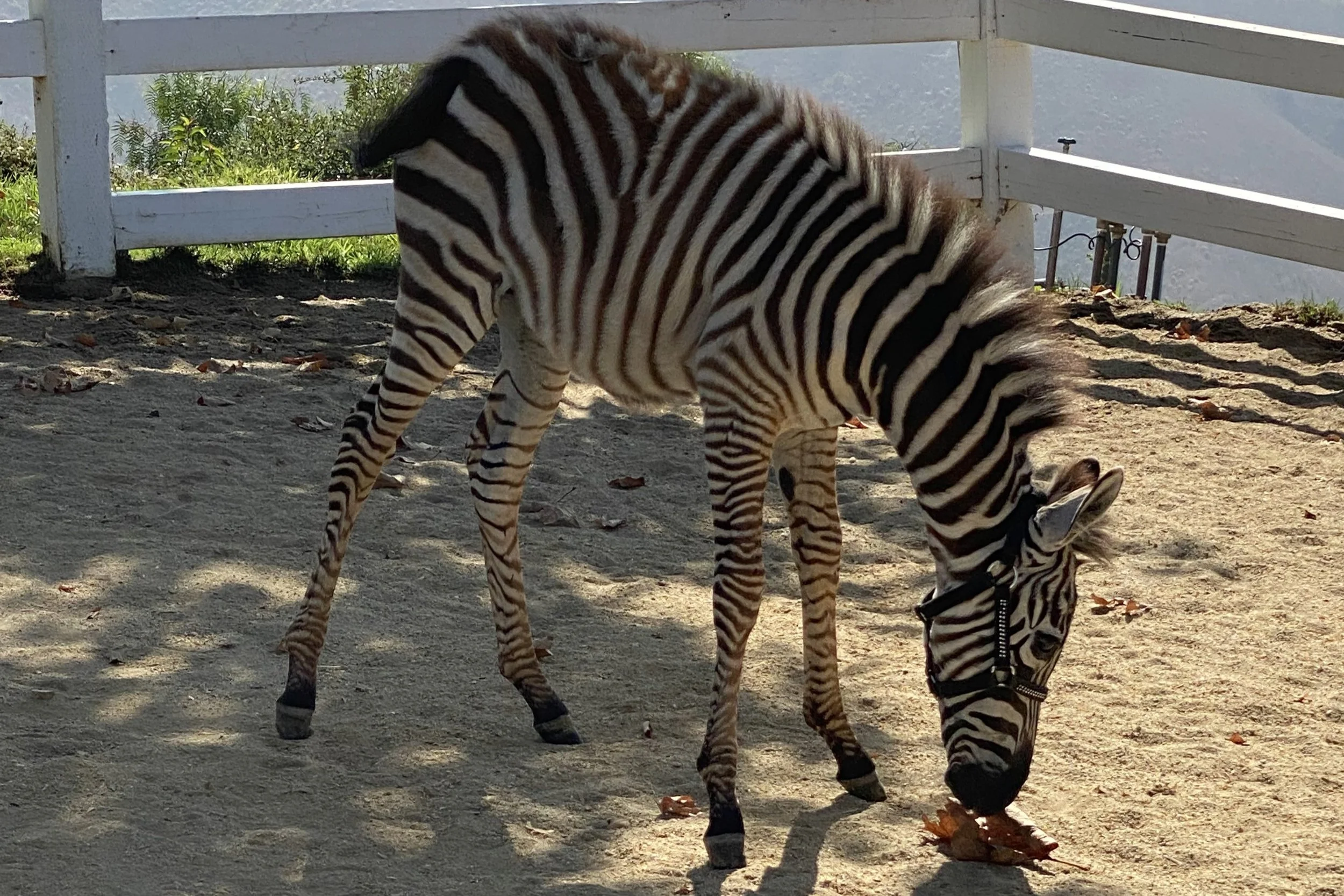 Ban Zebra Hunting — Skydog Ranch & Sanctuary