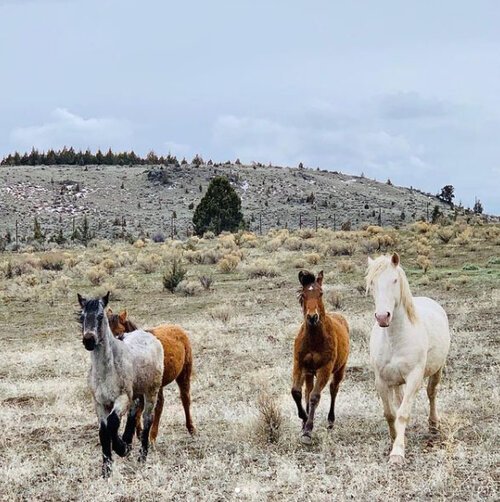 Willow, Coco, Sugar, Two Spot