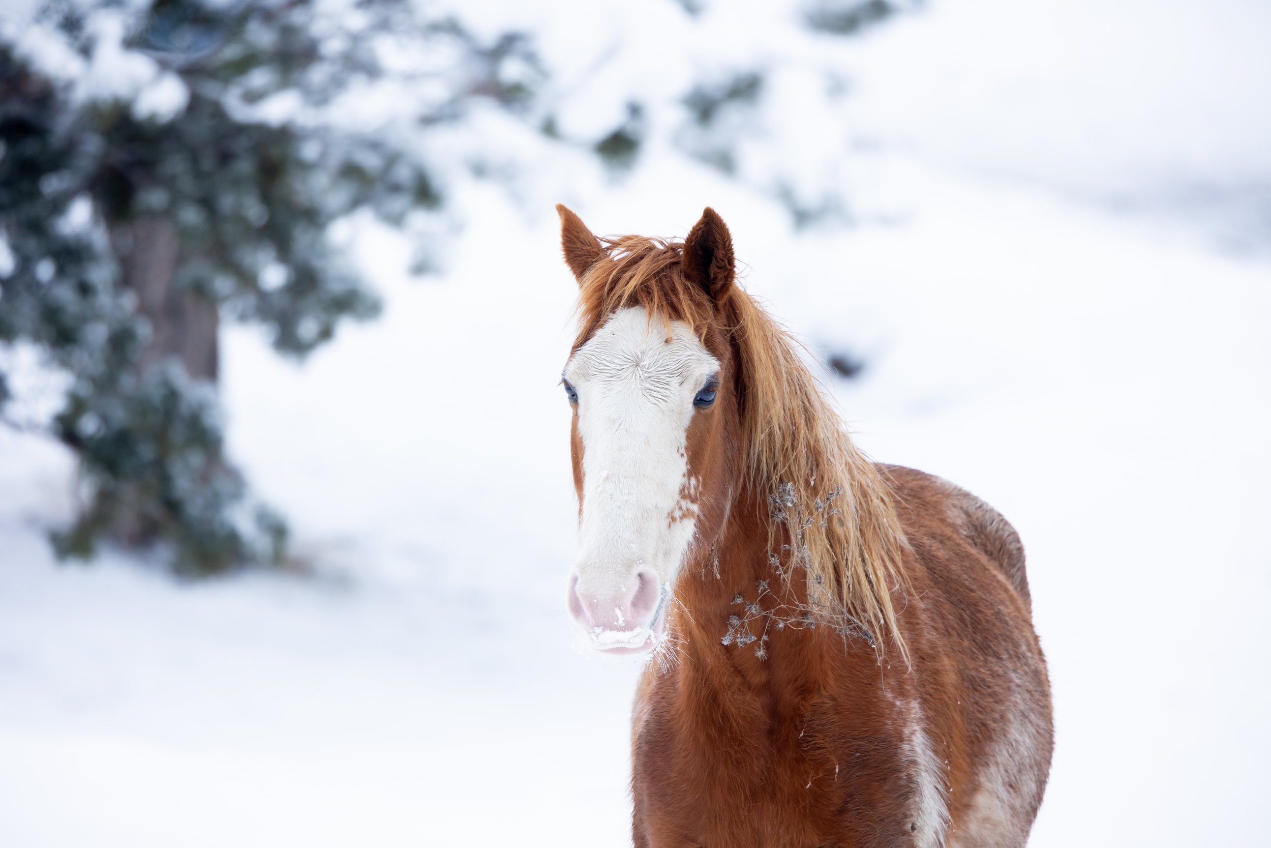 Cheyenne