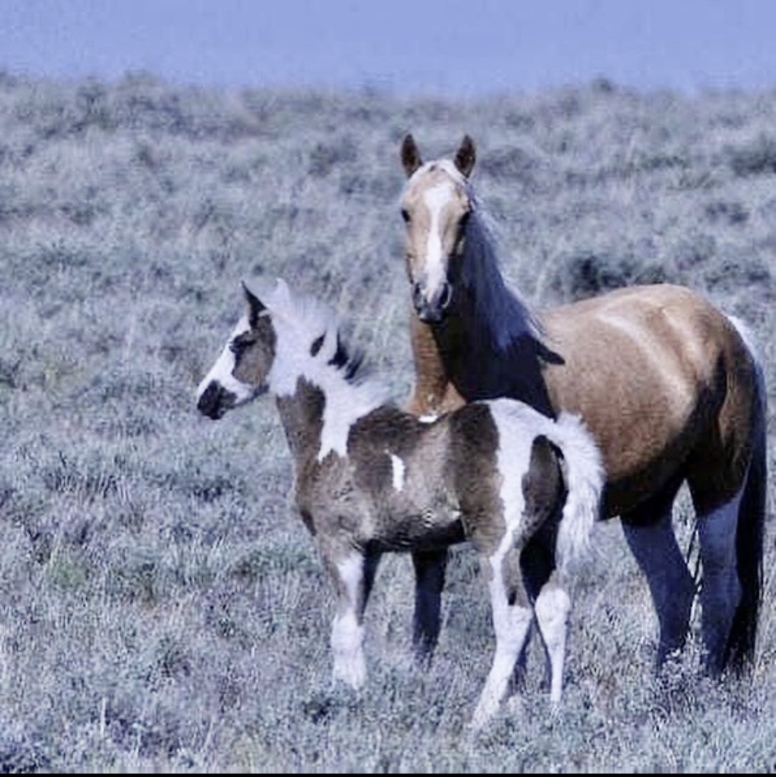  Calypso with her foal, Renegade 