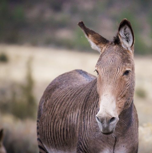 ZZ - Then & Now — Skydog Ranch & Sanctuary