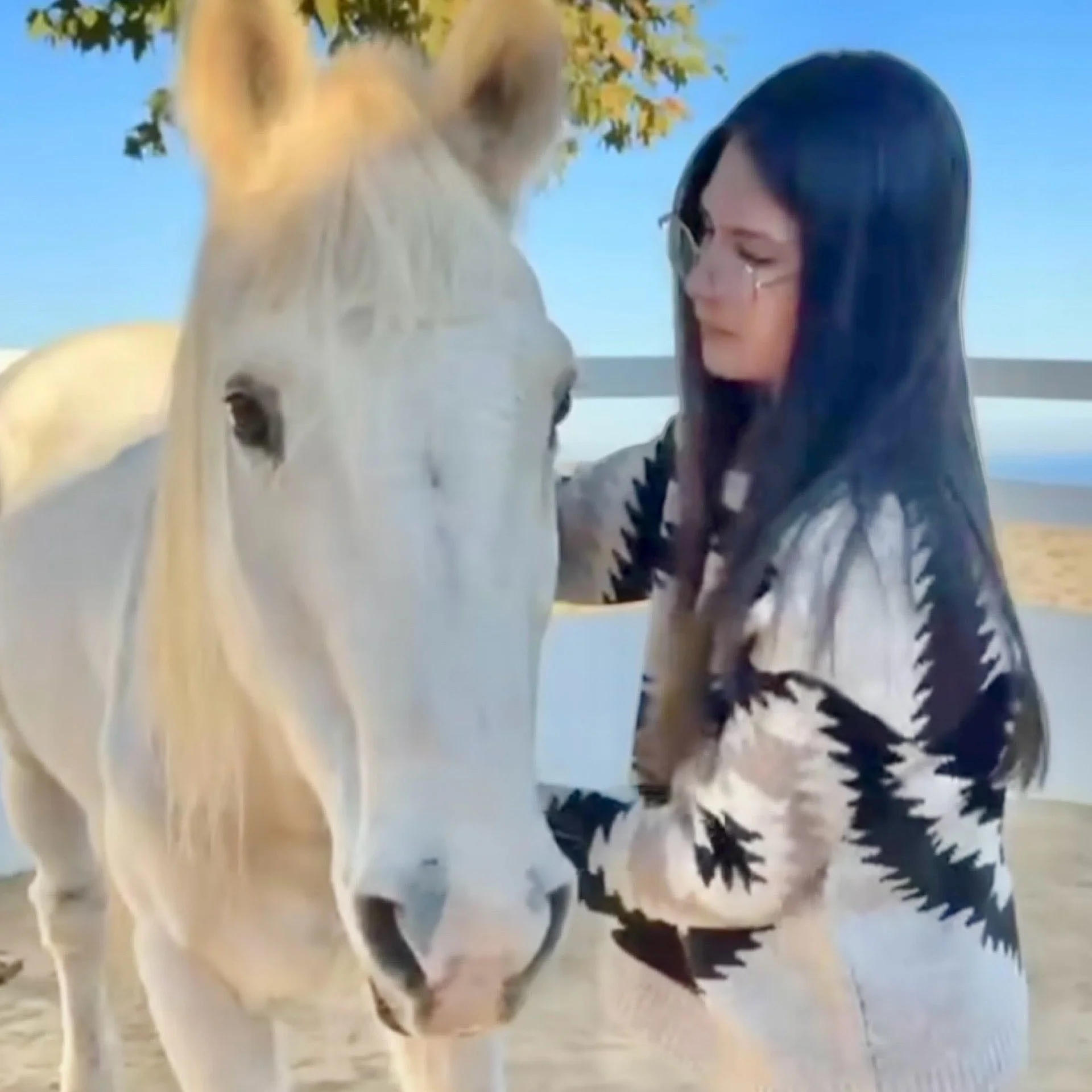 Casper - Then & Now — Skydog Ranch & Sanctuary