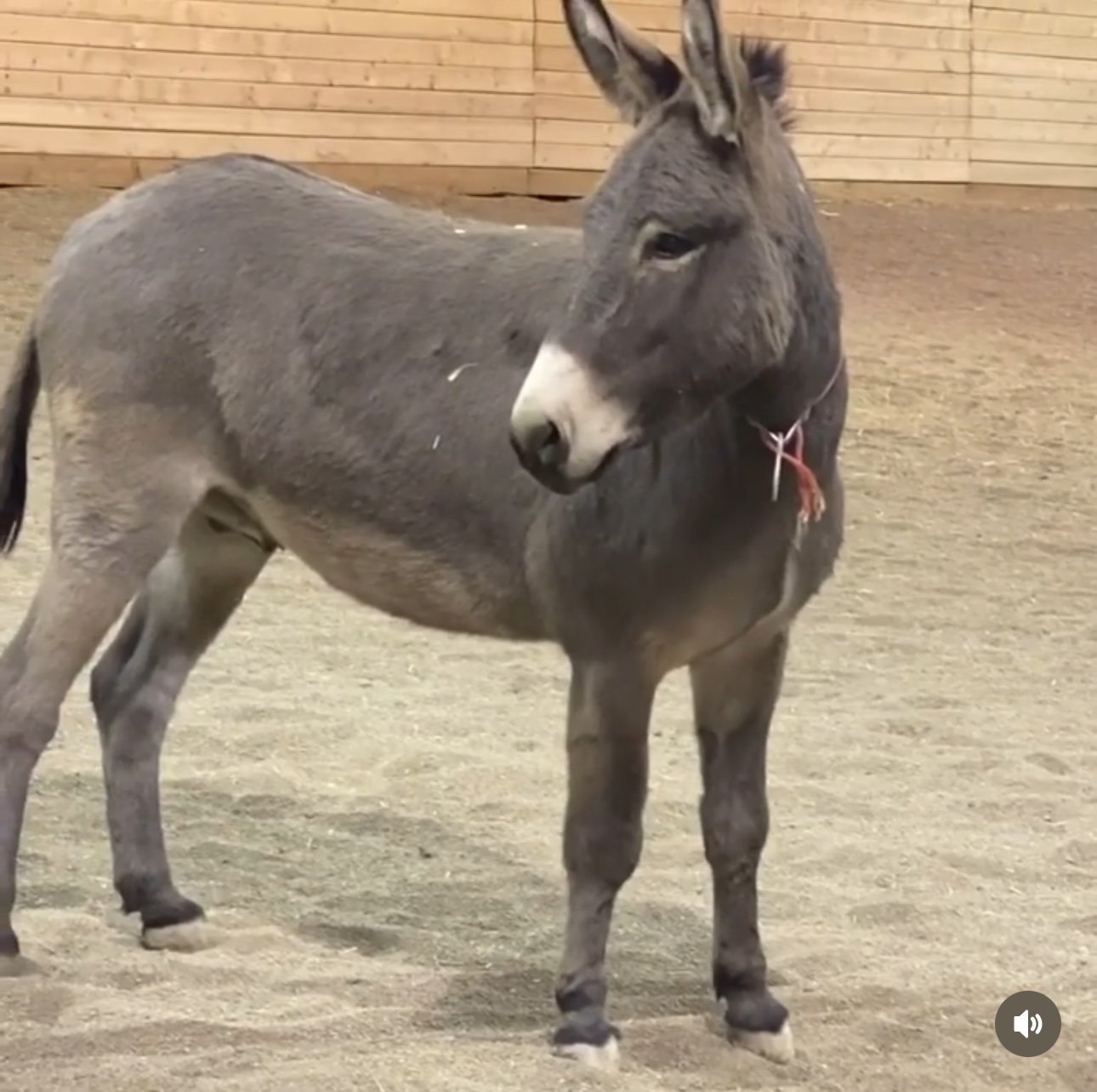 Wonkey Donkey
