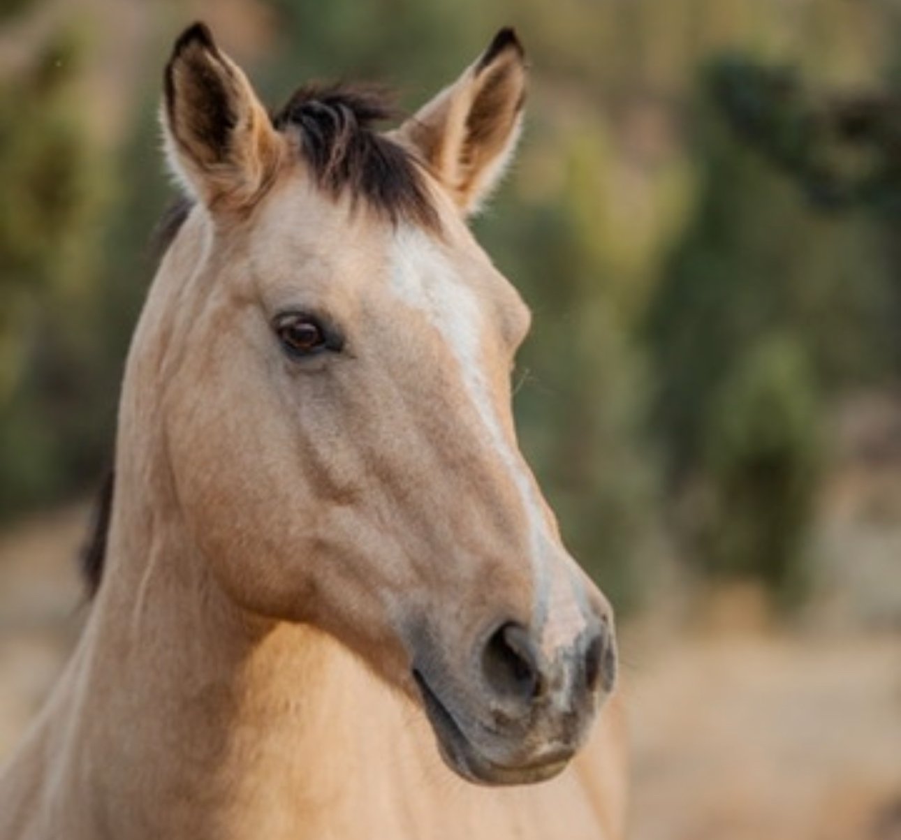 Stetson