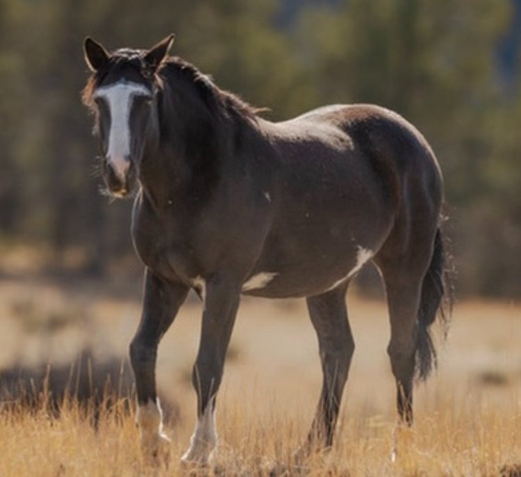Rowdy & Mesteño - Then & Now — Skydog Ranch & Sanctuary