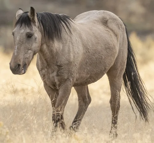 Rusty & Suede - Then & Now — Skydog Ranch & Sanctuary