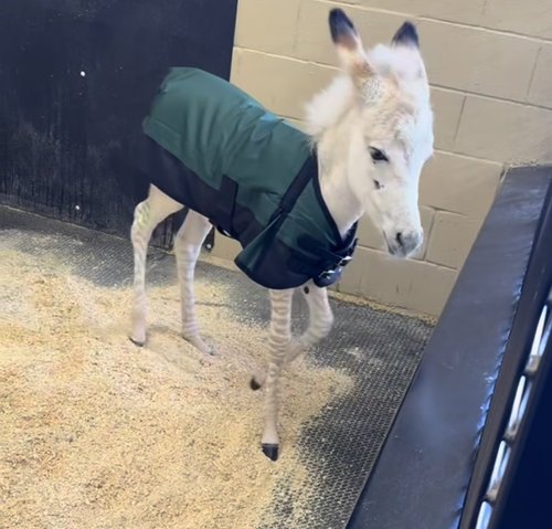 Zebedee - Then & Now — Skydog Ranch & Sanctuary