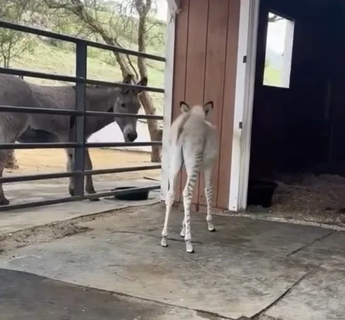 Zebedee - Then & Now — Skydog Ranch & Sanctuary