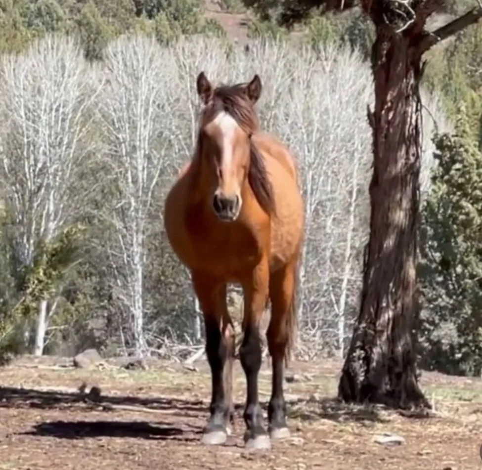 Twiglet