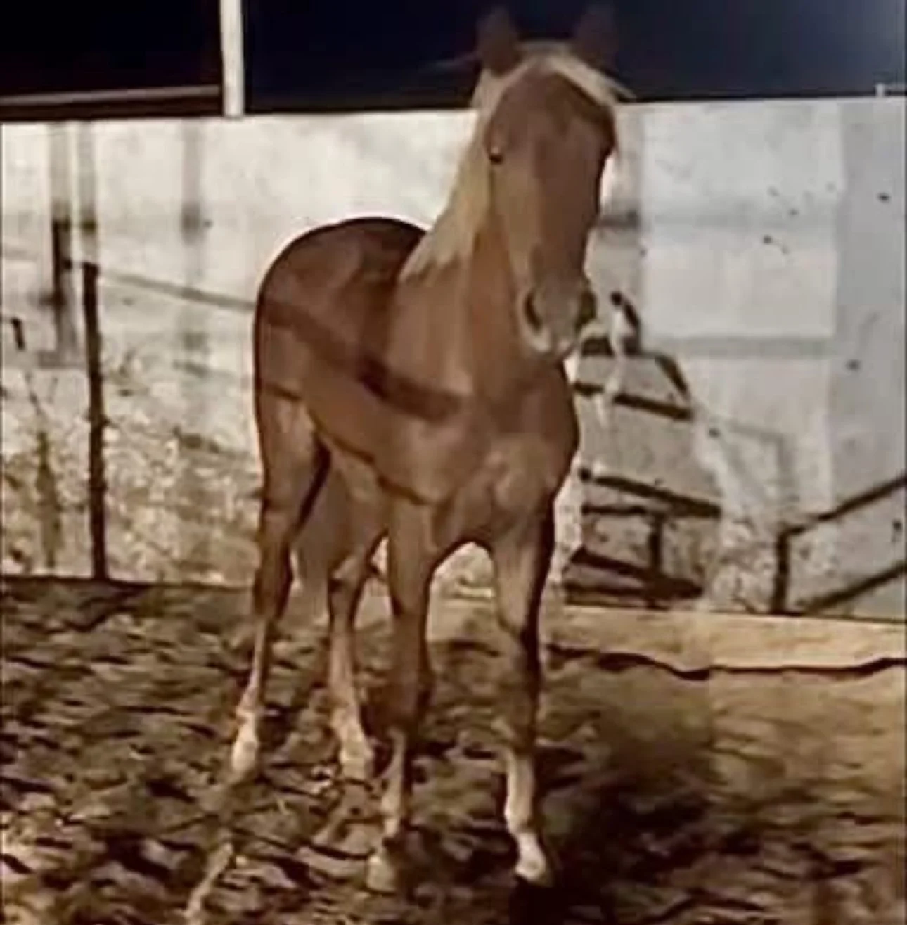 Lola 1yo