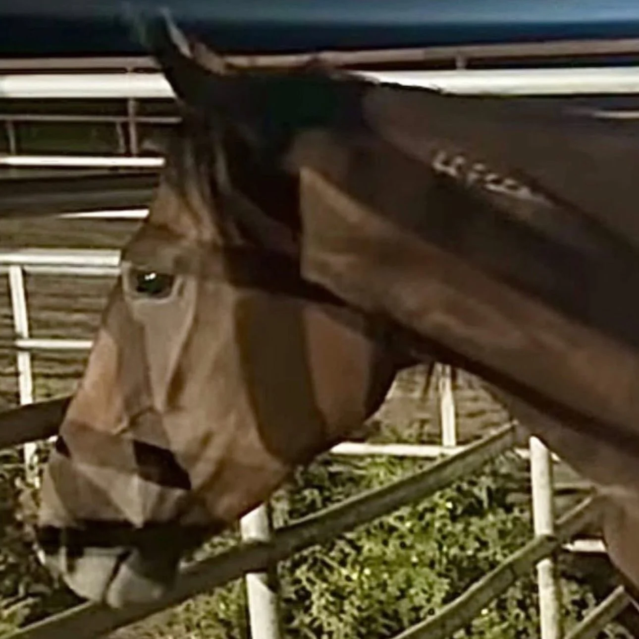 Emmy 3yo