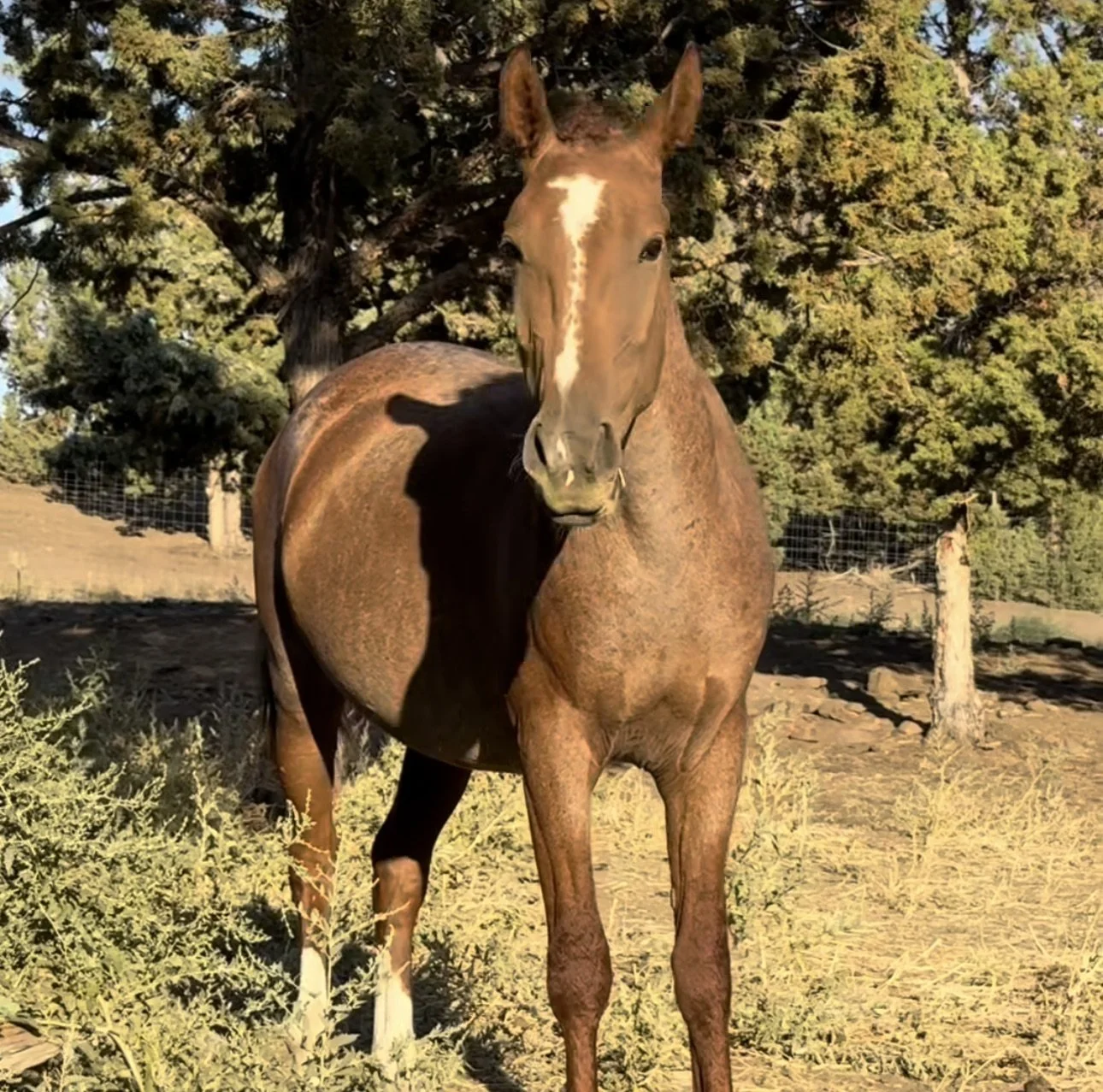 Felix 2yo