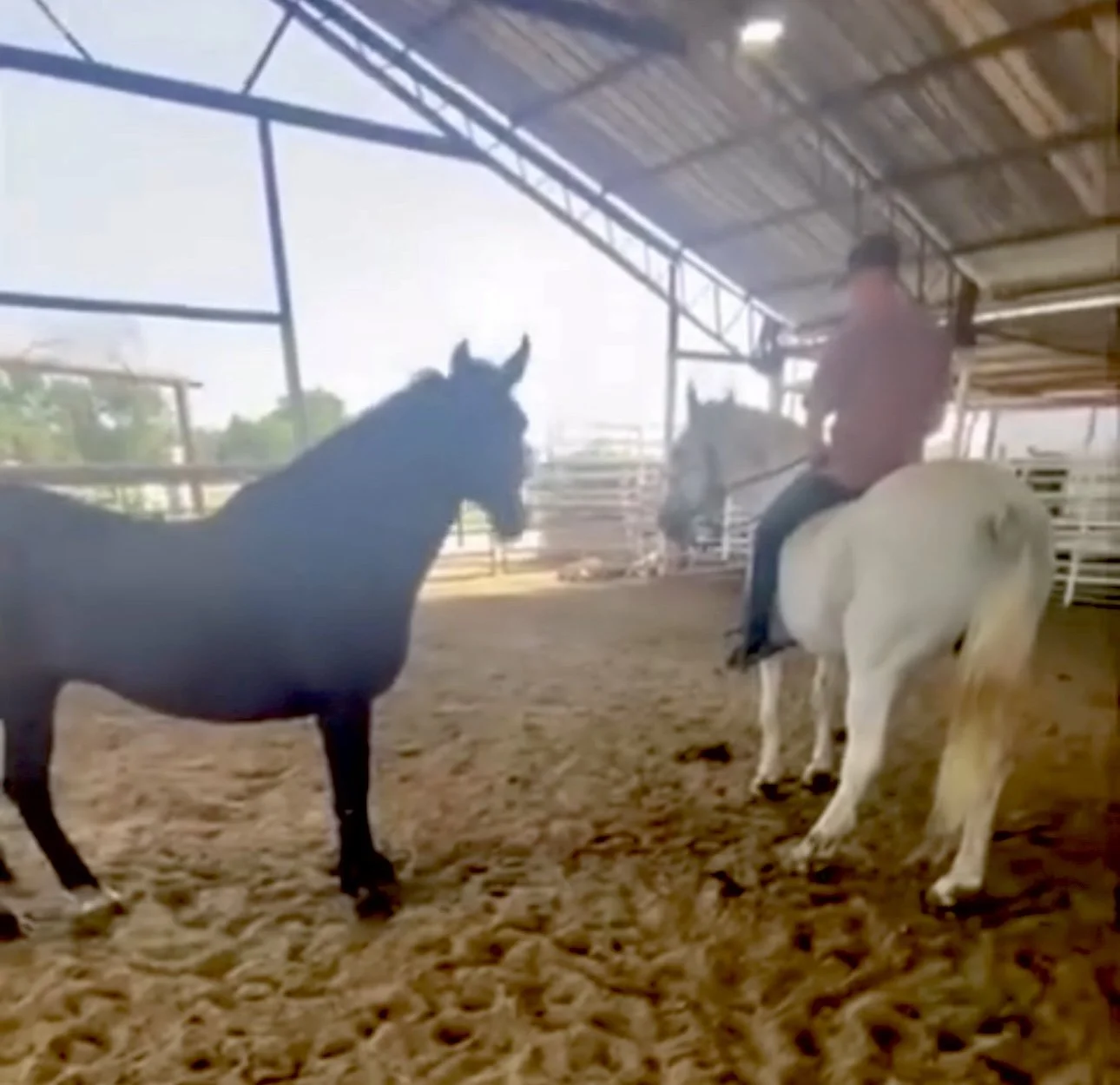 Captain & Sawyer at kill pen