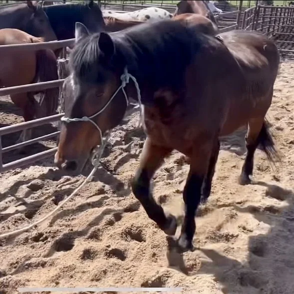 Fletcher at kill pen