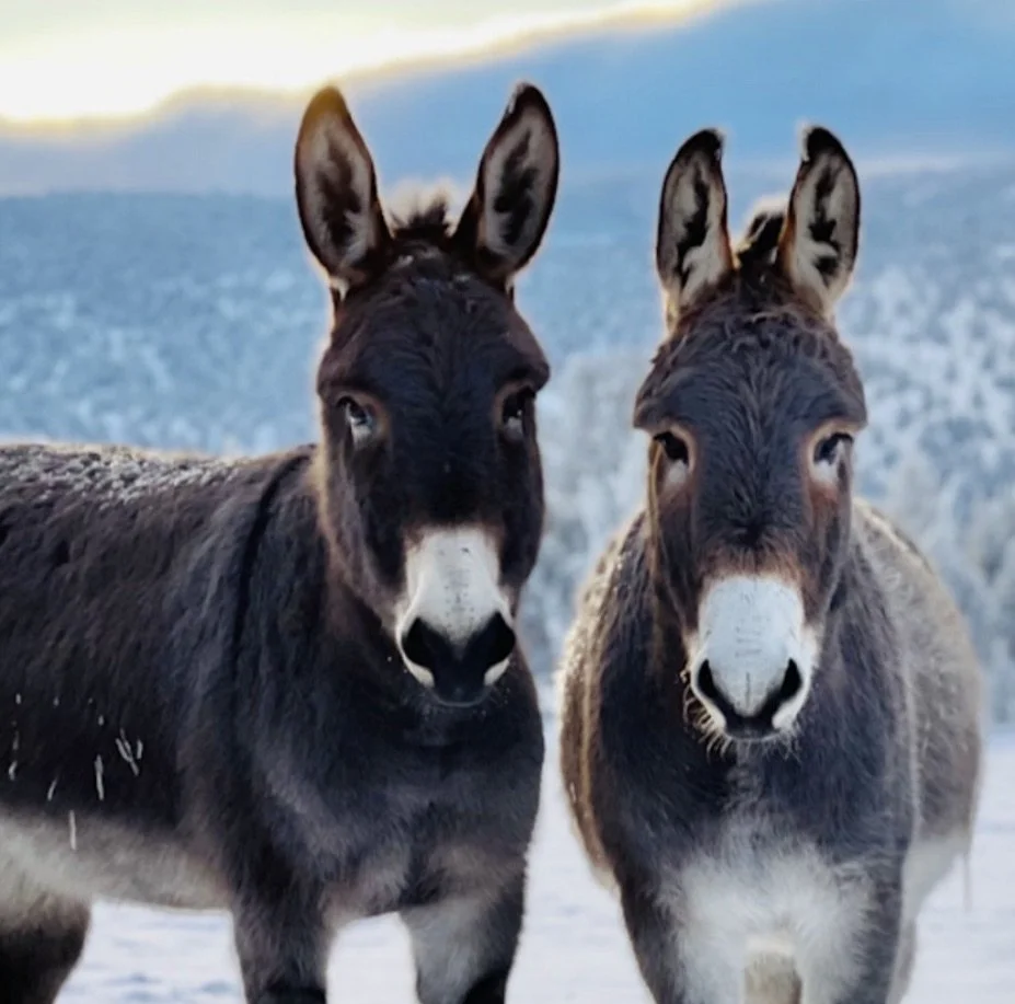 Robert De Niro &amp; Al Pacino