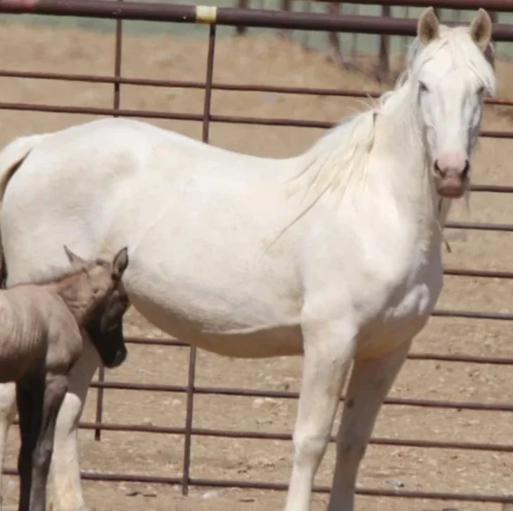 Magnolia with her newborn