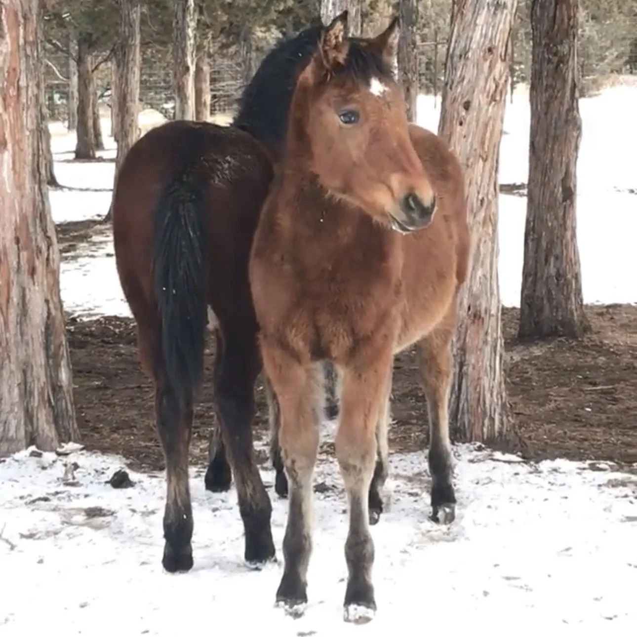 Coco &amp; Two Spots