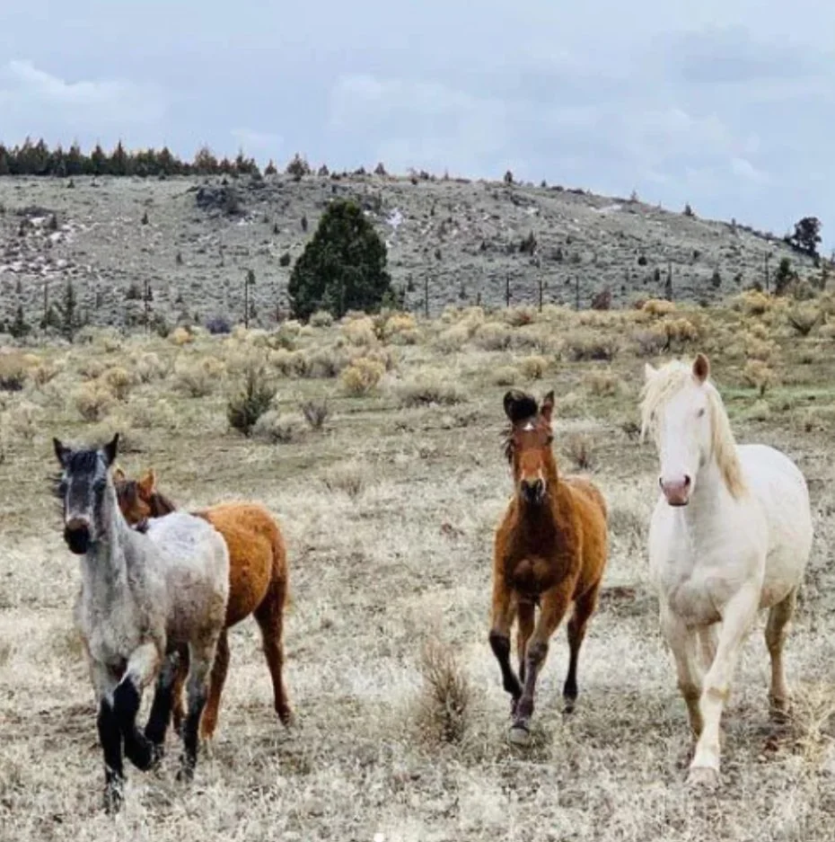 Magnolia with her Skydog family