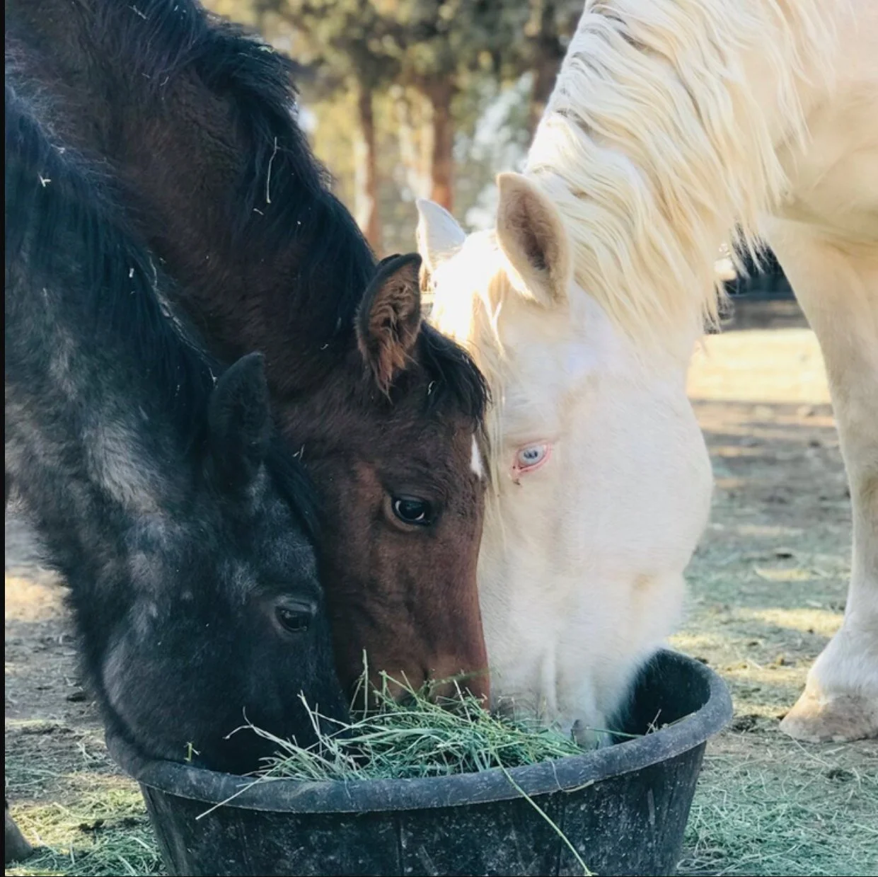 Willow, Coco, &amp; Maggie