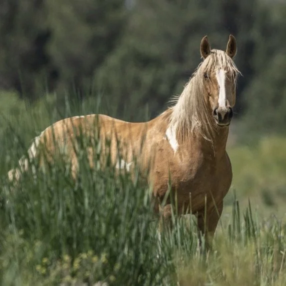 Rising Sun at Skydog