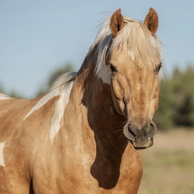 Messenger of the Gods