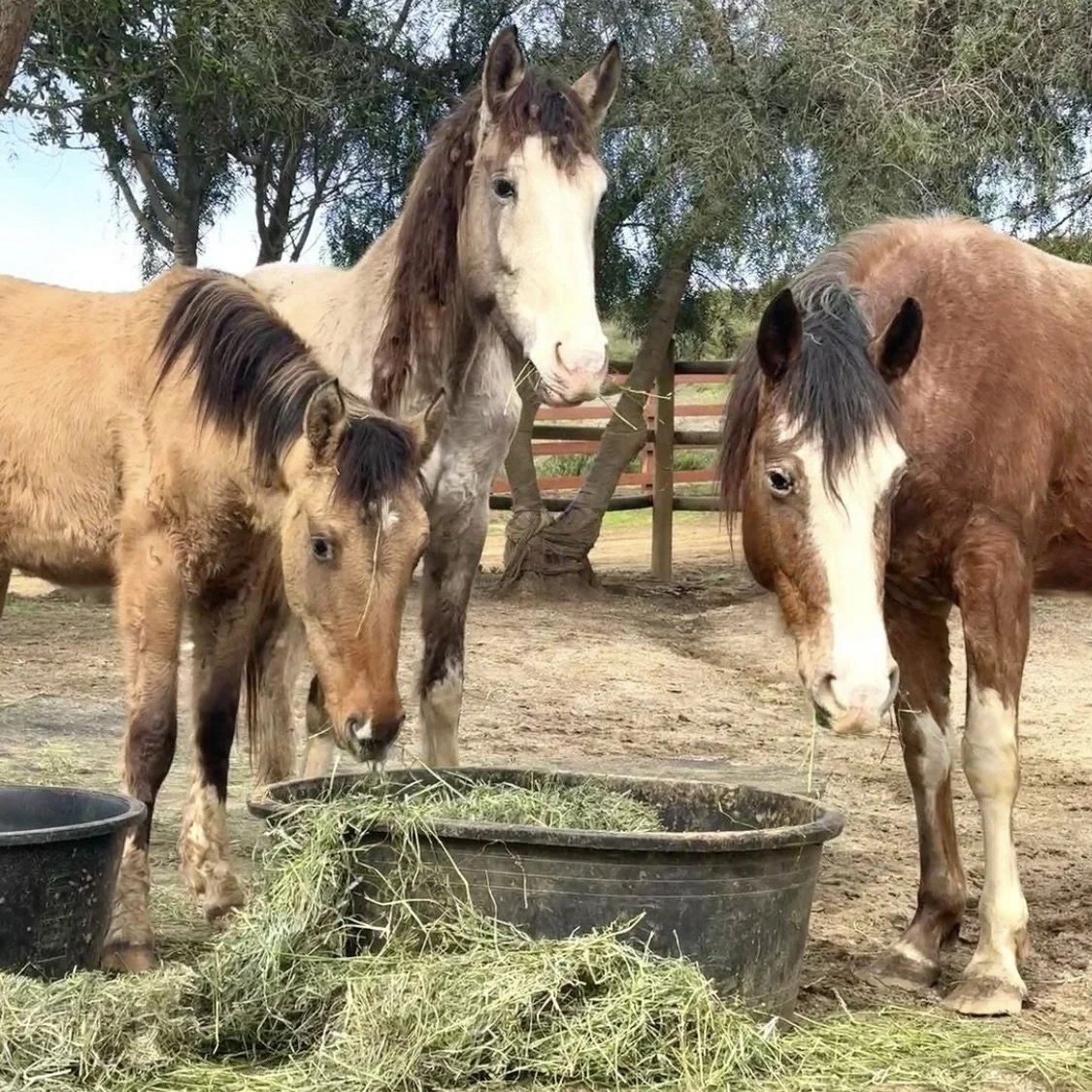 Pip, Lady Grey &amp; Mr. Bojangles in Malibu